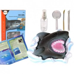 Ammonite Shark Excavation Educational Kit