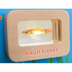 Fish Life Cycle Masterkidz Illuminated Educational Board