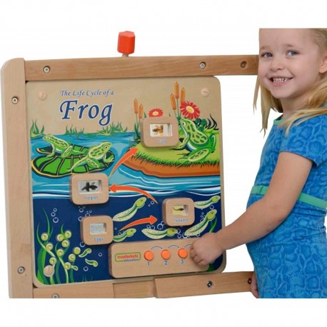 Life Cycle of a Frog Masterkidz Educational Board