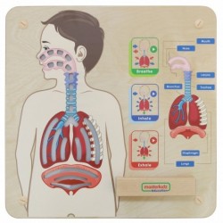 MASTERKIDZ Educational Board Respiratory System