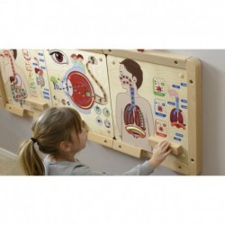 MASTERKIDZ Educational Board Respiratory System