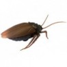 Radio Controlled Ladybug R/C Insect
